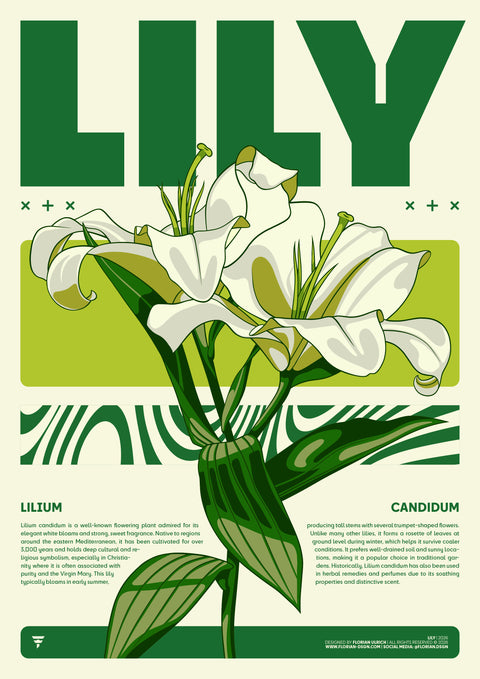 LILY