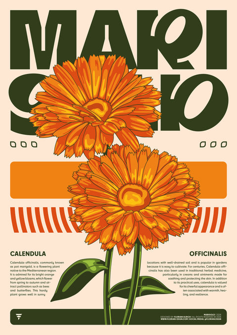 MARIGOLD